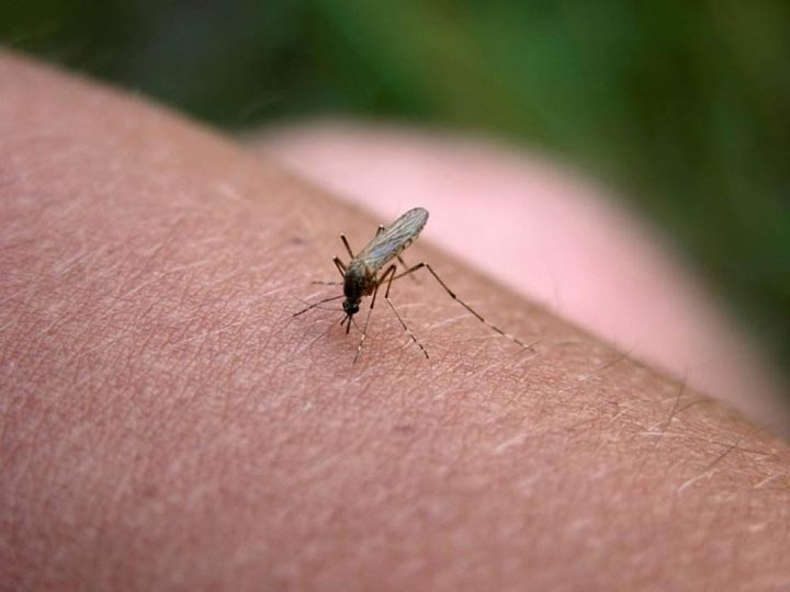 picaduras mosquitos