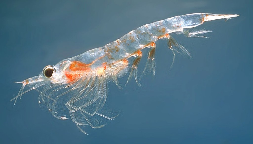 Beneficios del aceite de krill — -Blog de Farmacia Ribera