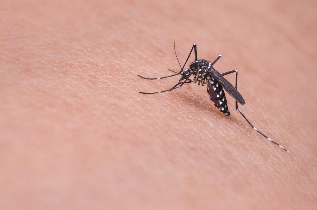 Beneficios de la pulsera antimosquitos — -Blog de Farmacia Ribera