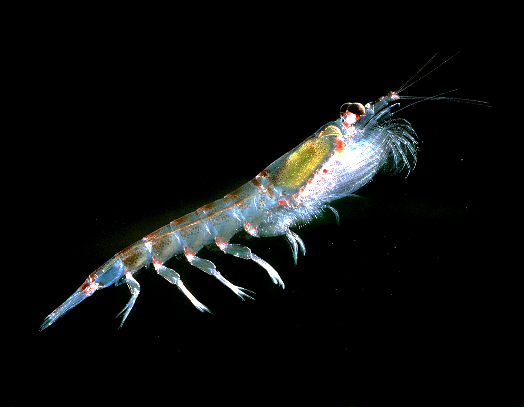 ¿Qué es el aceite de krill? — Blog de Farmacia Ribera