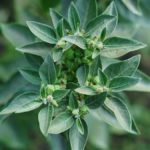 Ashwagandha planta