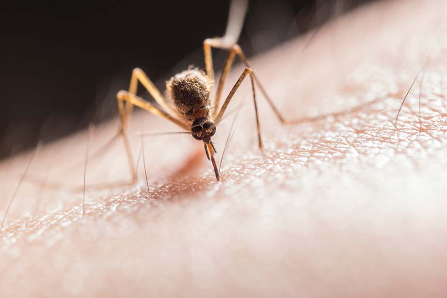 Mosquito aedes japonicus picando a una persona