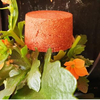 Nitx Champu Solido Cabellos Rojizos 85 G